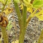 Apium graveolens പുറംതൊലി