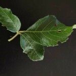 Allophylus rubifolius Folio