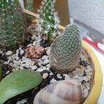 Mammillaria matudae Folha