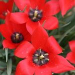 Tulipa linifolia Цвят