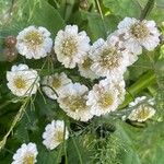 Tanacetum parthenium Květ