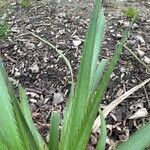 Eryngium paniculatum Levél