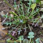 Teesdalia coronopifolia Habit