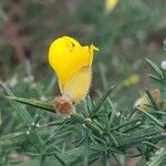 Ulex europaeus Floare