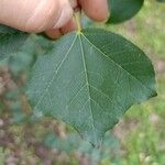 Acer obtusifolium List