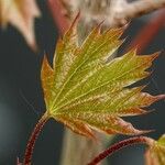 Acer saccharum Blatt