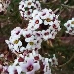 Lobularia maritima Flower