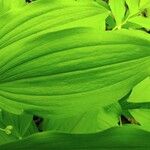 Polygonatum multiflorum Leaf