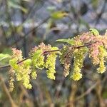 Urtica dioicaFoglia