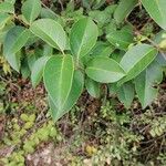 Ligustrum lucidum Levél