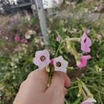 Nicotiana alataFlor