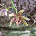 Bulbophyllum muricatum