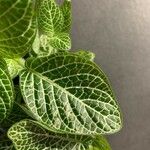 Fittonia albivenis Blatt