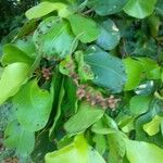 Terminalia buceras Fruit