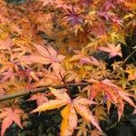 Acer japonicumLeaf