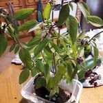 Ocimum americanum Лист