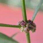 Ammannia baccifera 花