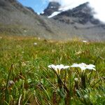 Gentiana sedifolia Συνήθη χαρακτηριστικά