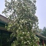 Eucryphia ' Nymansay'Květ