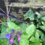 Pulmonaria officinalis Flor