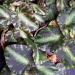 Begonia cleopatrae Leaf