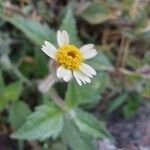 Tridax procumbens Цветок