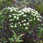 Alyxia sarasinii Plante entière