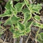 Lantana viburnoides Blad