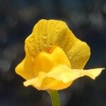 Utricularia gibba Blomst