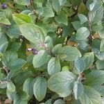 Cotoneaster acutifolius Leaf