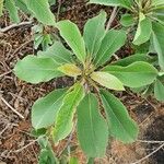 Terminalia prunioides Leaf