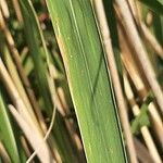 Miscanthus × longiberbis Leaf