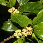 Ficus colubrinae Fruit