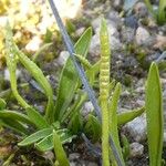 Ophioglossum lusitanicum ফুল