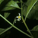 Solanum oppositifolium