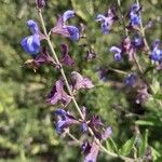 Salvia cuspidata 花