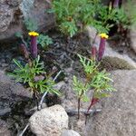Tagetes multiflora Hábito