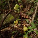 Eulophia pulchra 花