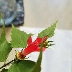 Malvaviscus arboreus फूल
