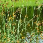 Schoenoplectus lacustris Flor