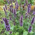 Agastache foeniculum Kvet