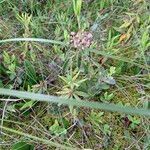 Kalmia polifolia 花