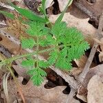 Caucalis platycarpos Leaf