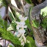 Rodriguezia bracteata Flor
