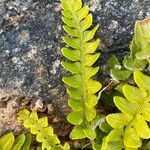 Asplenium marinum Leaf