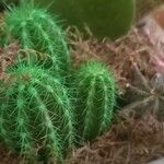 Echinocereus coccineusЛист