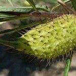 Gomphocarpus fruticosus Fruit
