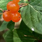 Lonicera tatarica Fruit