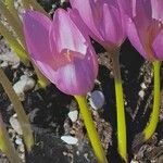 Colchicum speciosum Flor