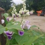 Cochliasanthus caracalla Flor